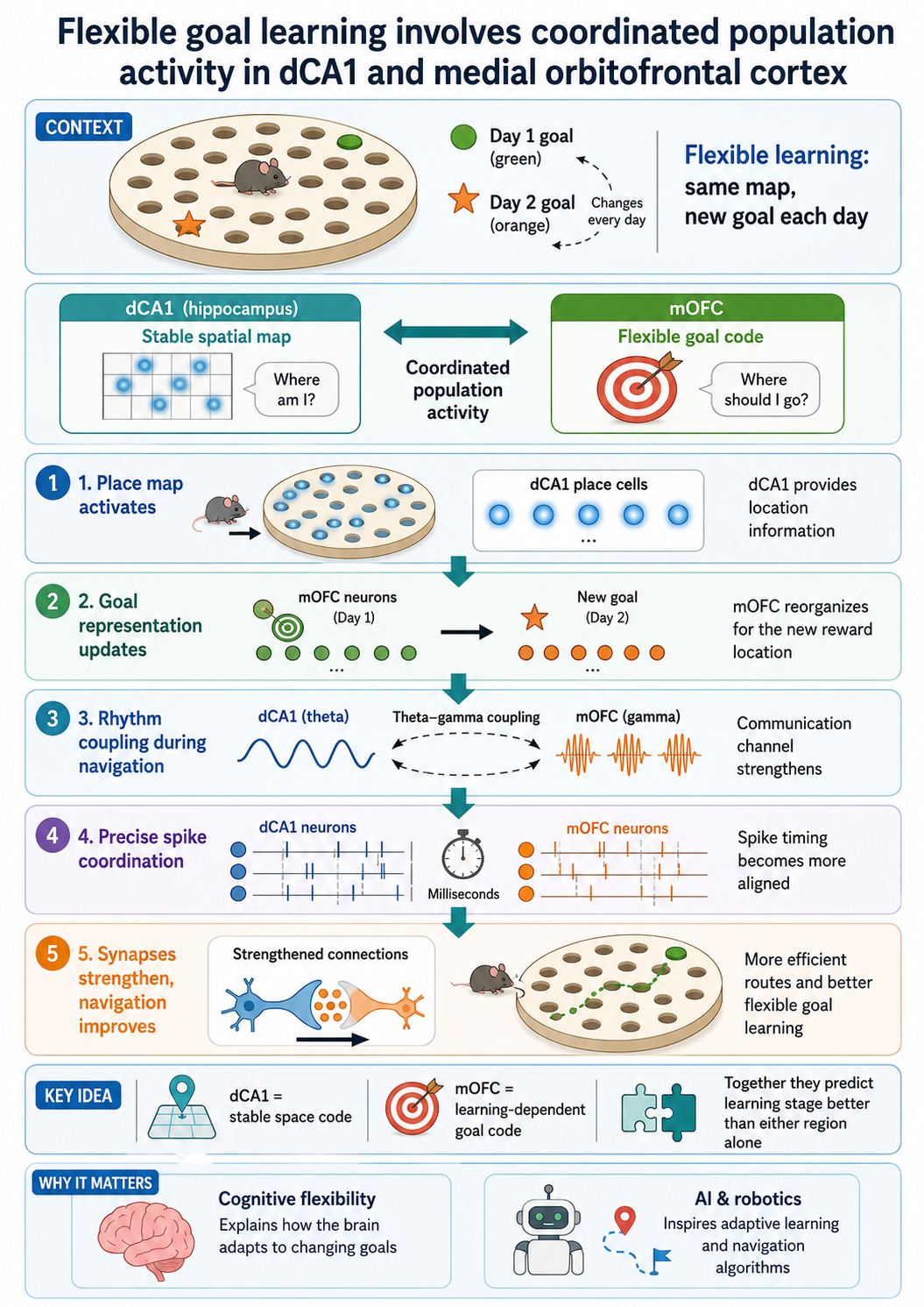mechanism infographic